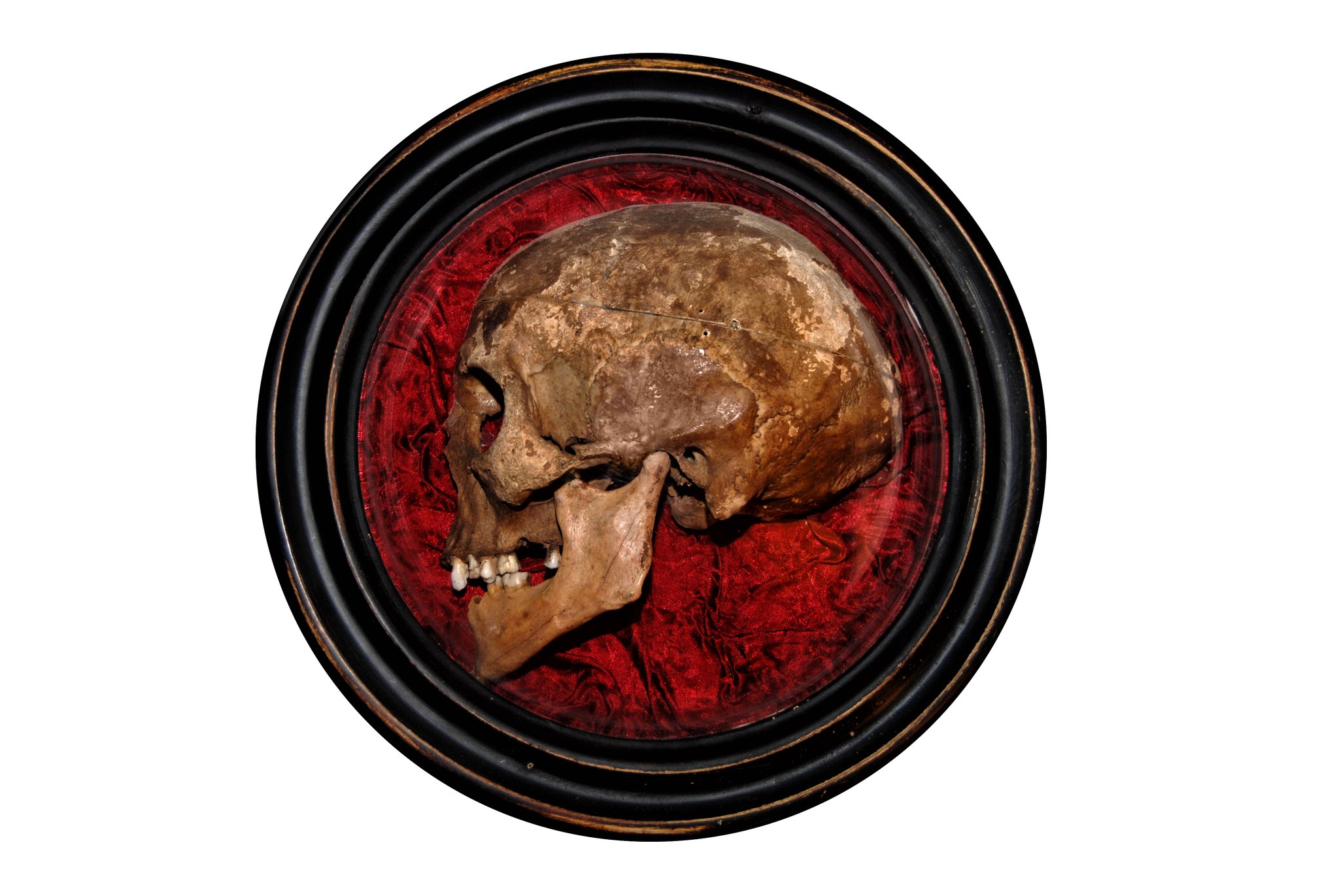Halifax Oddities & Curiosities Show