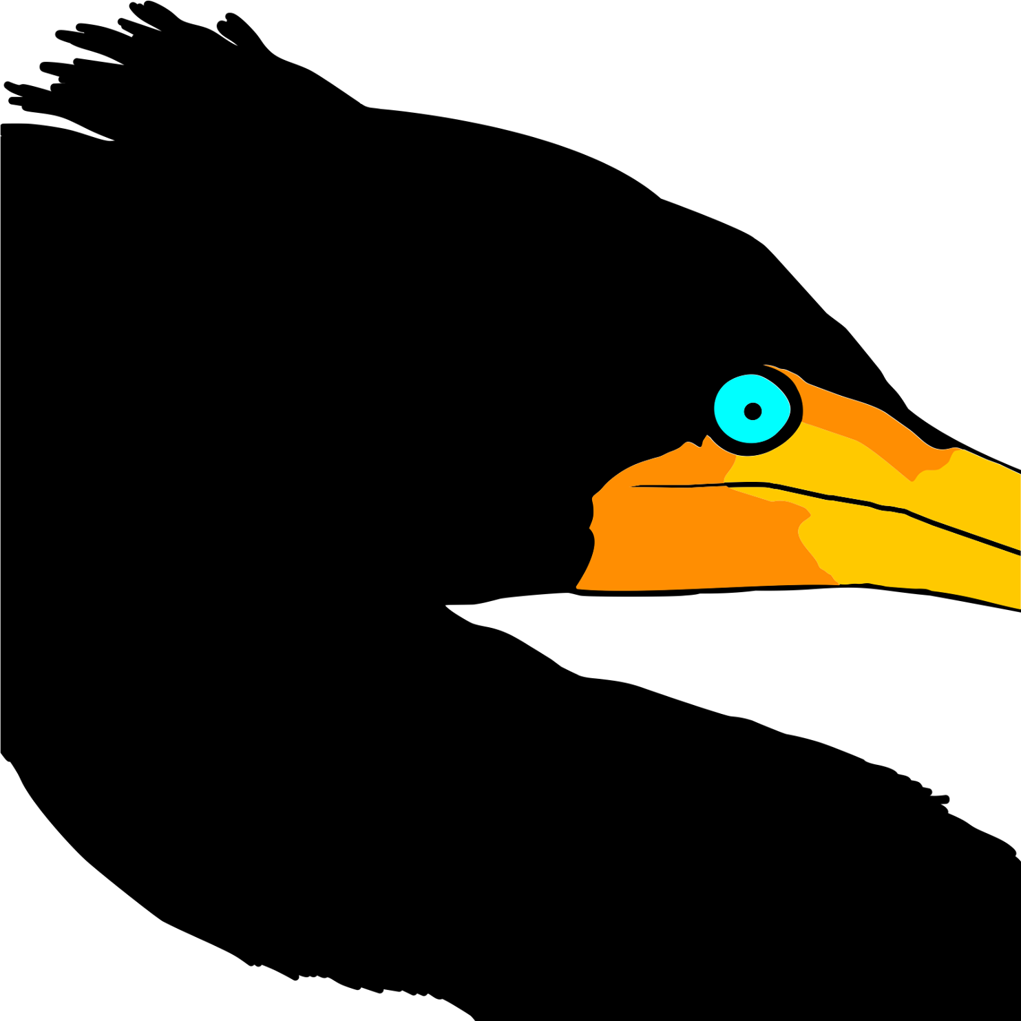 Cormorant's Eye